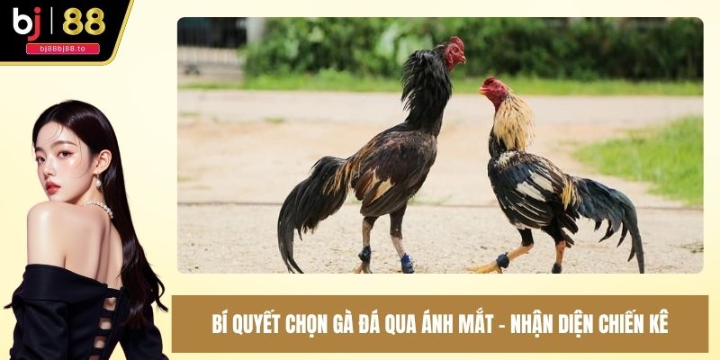 bí quyết chọn gà đá qua ánh mắt