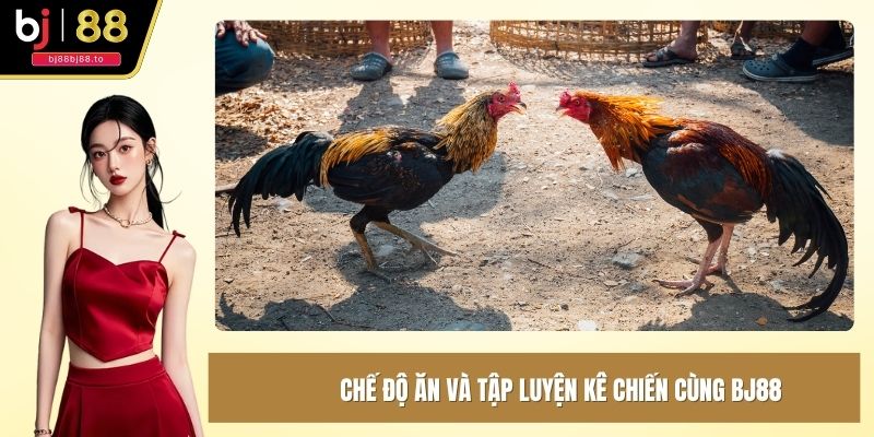 Cách nuôi gà đá chân mạnh