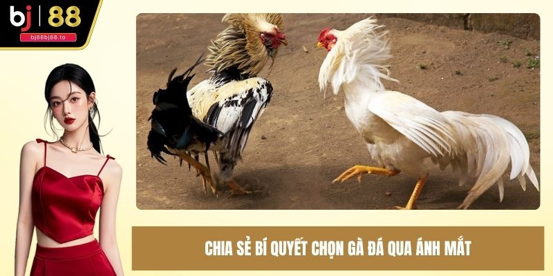 Chia sẻ bí quyết chọn gà đá qua ánh mắt