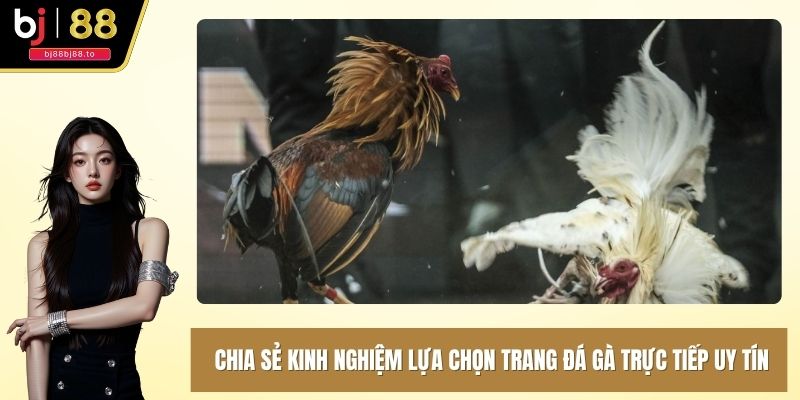 Chia sẻ kinh nghiệm lựa chọn trang đá gà trực tiếp uy tín