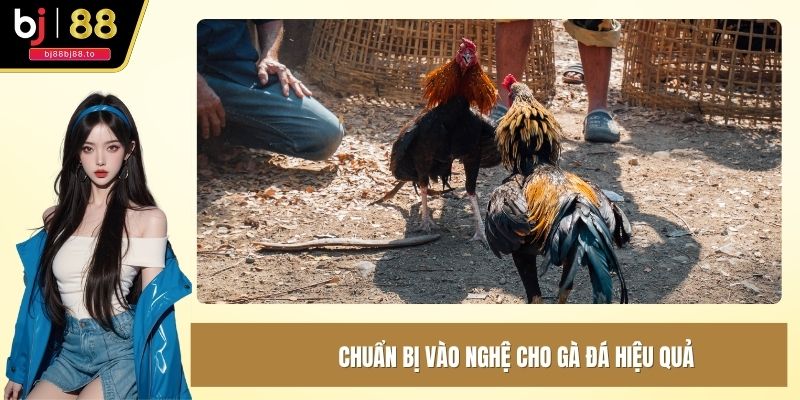 Chuẩn bị vào nghệ cho gà đá hiệu quả