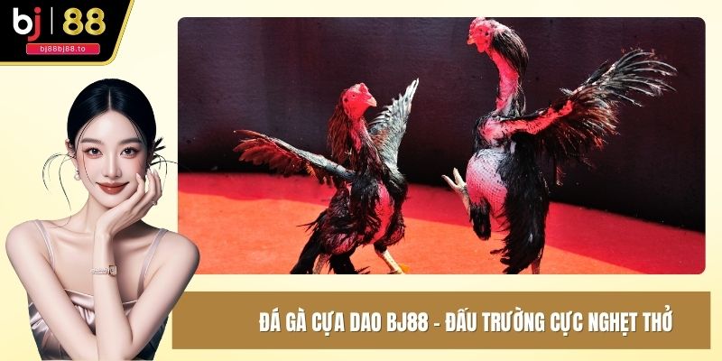 Đá gà cựa dao BJ88