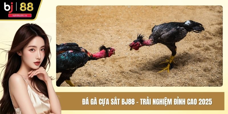 Đá gà cựa sắt BJ88