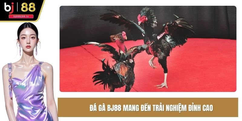 Đá gà tại BJ88 chất lượng Full HD, hỗ trợ đa nền tảng