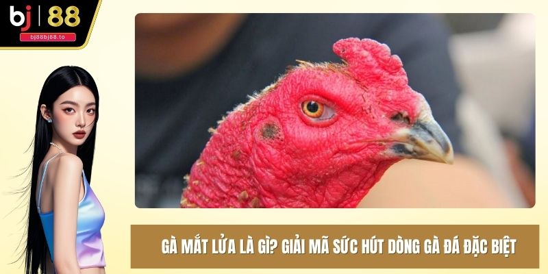 gà mắt lửa là gì