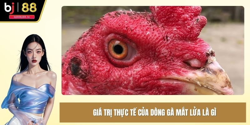 Giá trị thực tế của dòng gà mắt lửa là gì