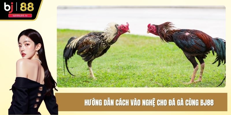 Cách vào nghệ cho gà đá