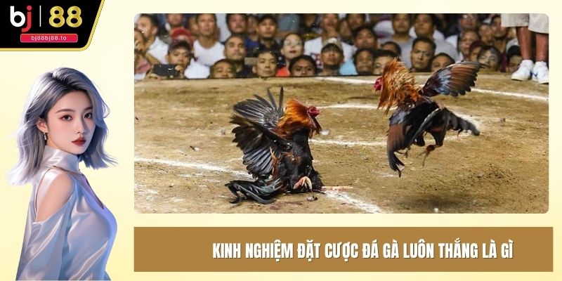 Kinh nghiệm đặt cược đá gà luôn thắng