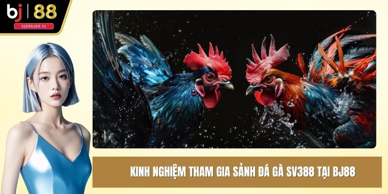Kinh nghiệm tham gia sảnh đá gà SV388 tại BJ88