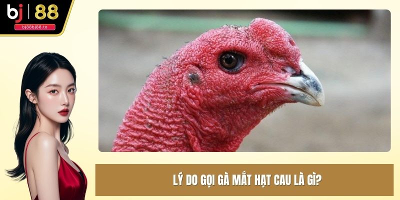 Lý do gọi gà mắt hạt cau là gì?