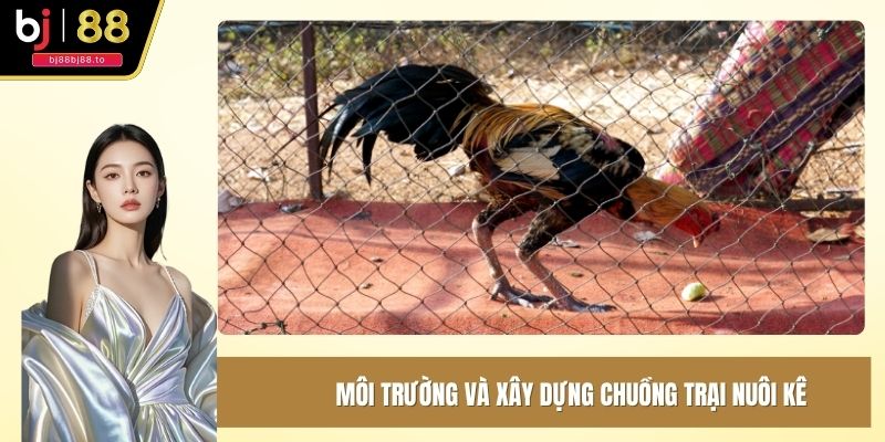 Môi trường và xây dựng chuồng trại nuôi kê