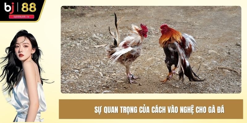 Sự quan trọng của cách vào nghệ cho gà đá