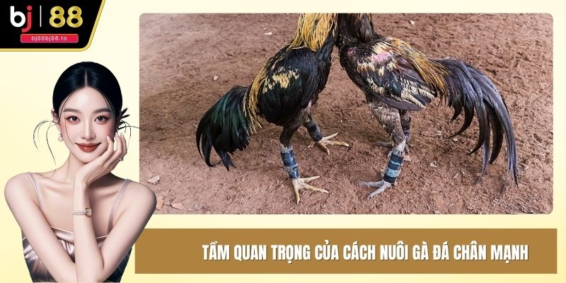 Tầm quan trọng của cách nuôi gà đá chân mạnh