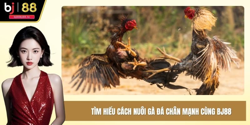 Tìm hiểu chế động ăn và tập luyện kê chiến cùng BJ88