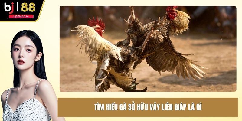 Tìm hiểu gà sở hữu vảy liên giáp là gì