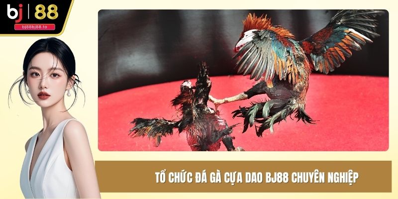 Tổ chức đá gà cựa dao BJ88 chuyên nghiệp